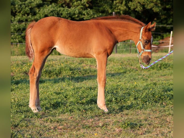 American Quarter Horse Merrie 1 Jaar 151 cm Donkere-vos in Stade