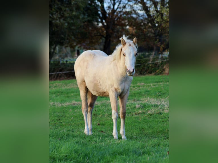 American Quarter Horse Merrie 1 Jaar 151 cm Palomino in Stade