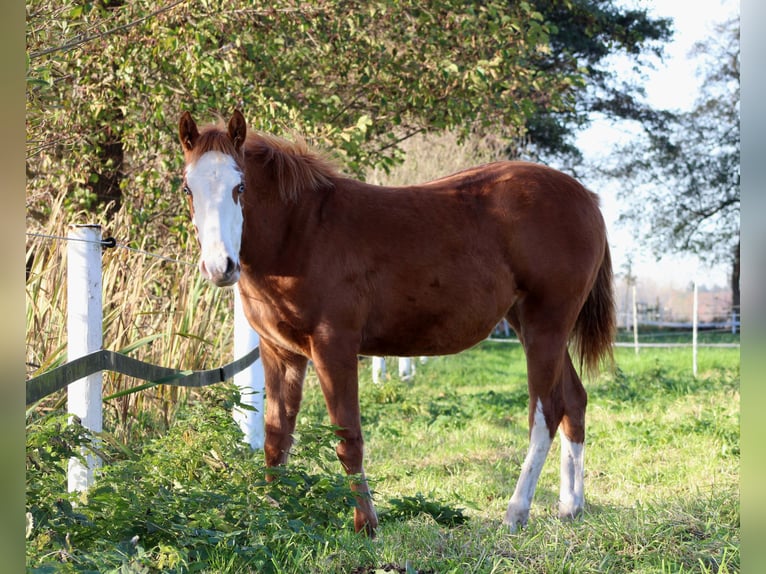 American Quarter Horse Merrie 1 Jaar 151 cm Vos in Stade