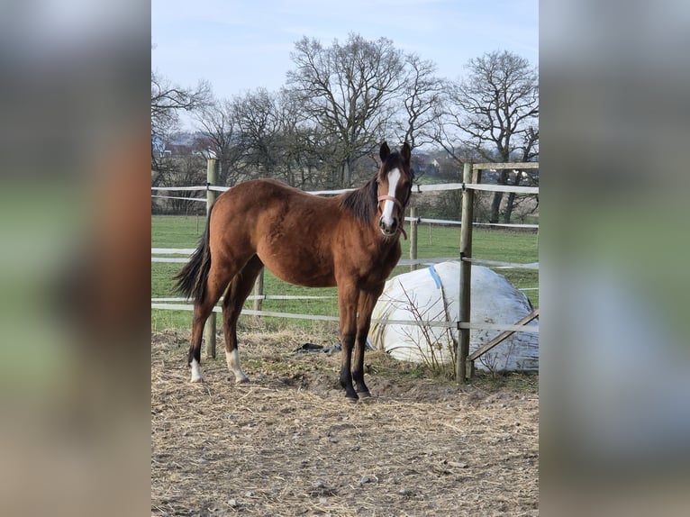 American Quarter Horse Merrie 1 Jaar 152 cm Bruin in Herdwangen-Schönach