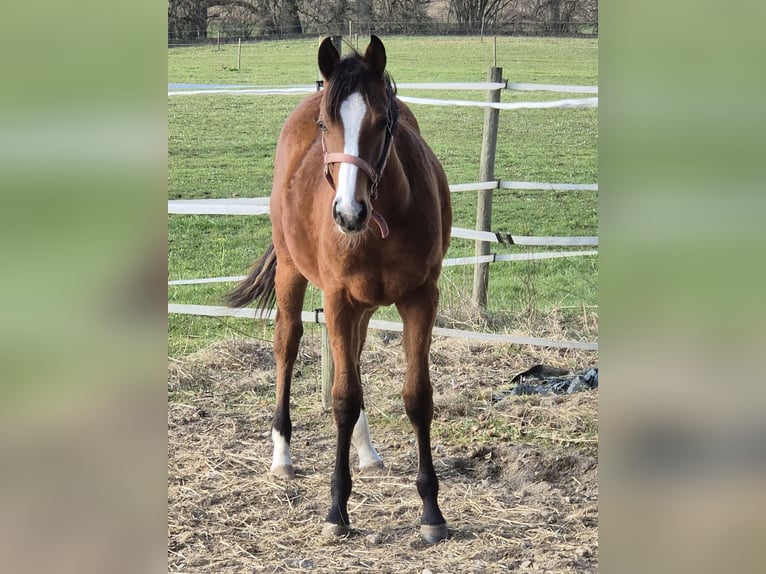 American Quarter Horse Merrie 1 Jaar 152 cm Bruin in Herdwangen-Schönach