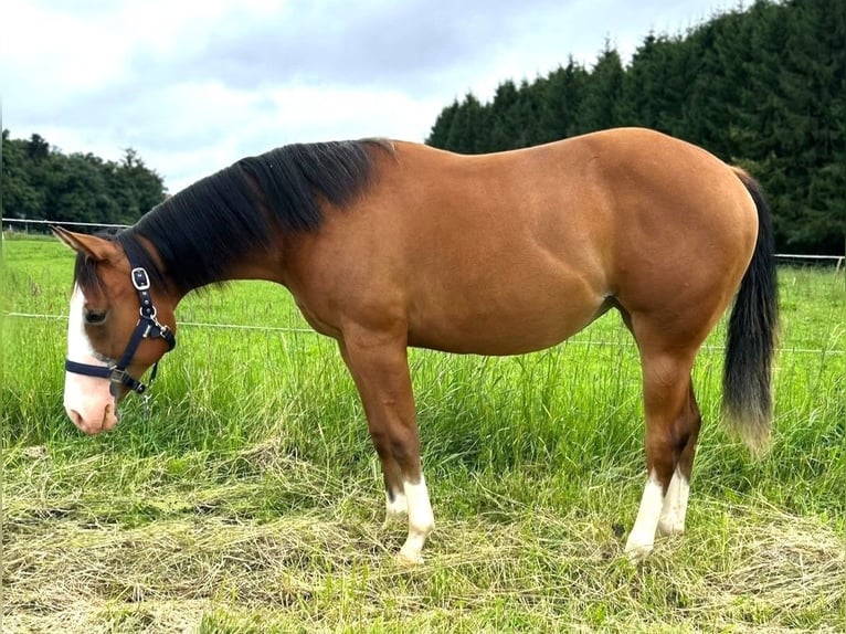 American Quarter Horse Merrie 1 Jaar 152 cm Bruin in Clausthal-Zellerfeld