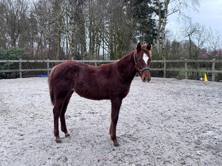 American Quarter Horse Merrie 1 Jaar 152 cm Donkere-vos in Moorweg