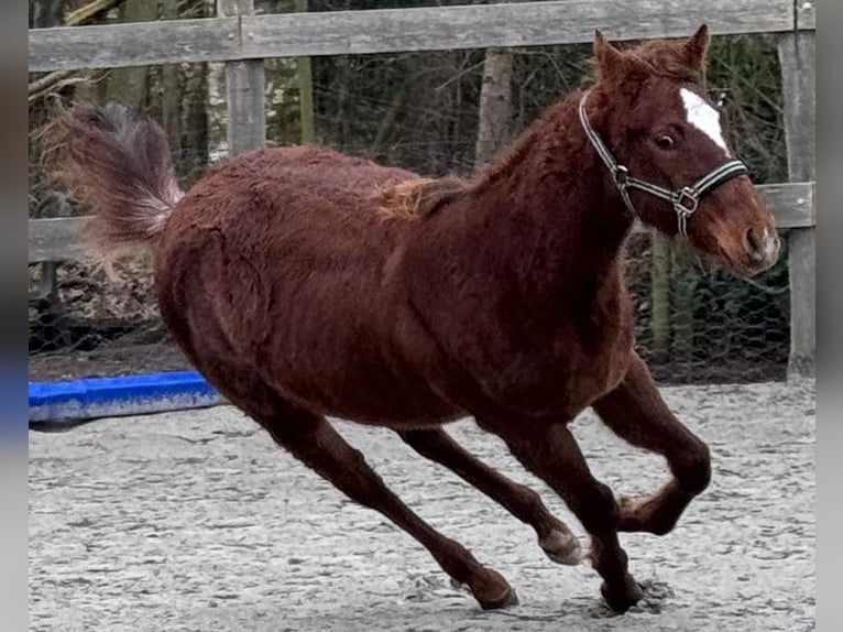 American Quarter Horse Merrie 1 Jaar 152 cm Donkere-vos in Moorweg