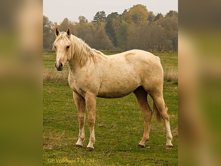 American Quarter Horse Merrie 1 Jaar 152 cm Palomino in Edemissen