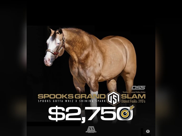 American Quarter Horse Merrie 1 Jaar 152 cm Palomino in Halfing