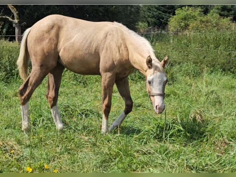 American Quarter Horse Merrie 1 Jaar 152 cm Palomino in Halfing