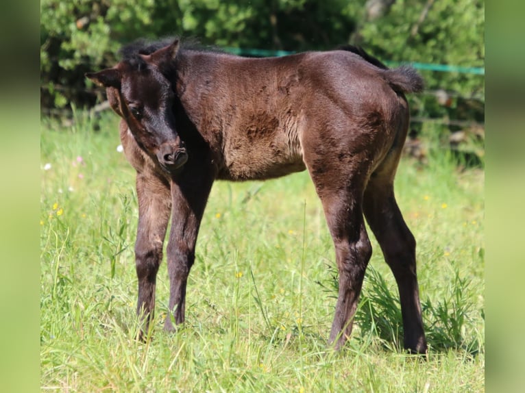 American Quarter Horse Merrie 1 Jaar 152 cm Roan-Blue in Sankt Wendel