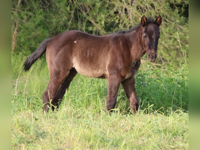 American Quarter Horse Merrie 1 Jaar 152 cm Roan-Blue in Sankt Wendel