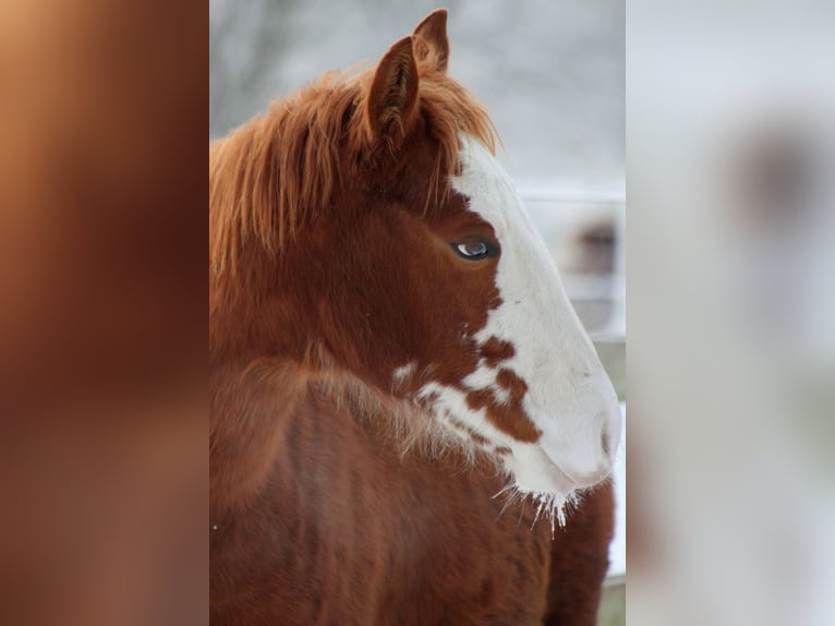 American Quarter Horse Merrie 1 Jaar 152 cm Vos in Stade