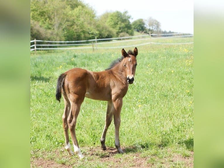 American Quarter Horse Merrie 1 Jaar 153 cm Bruin in Breitenbach
