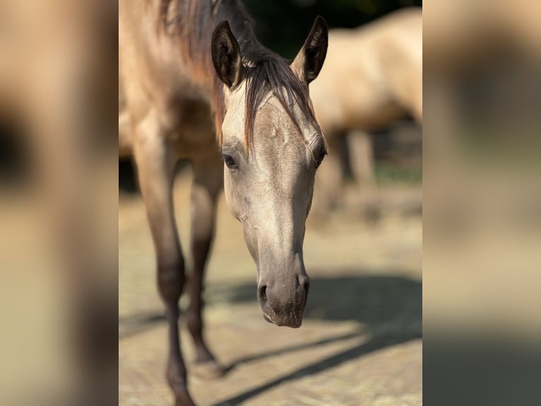 American Quarter Horse Merrie 1 Jaar 153 cm Buckskin in Bergkamen