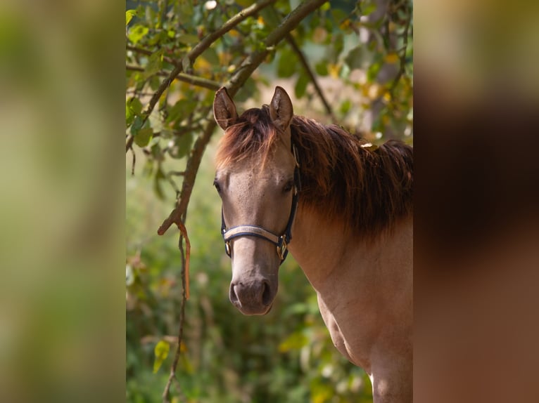 American Quarter Horse Merrie 1 Jaar 153 cm Buckskin in Duingen