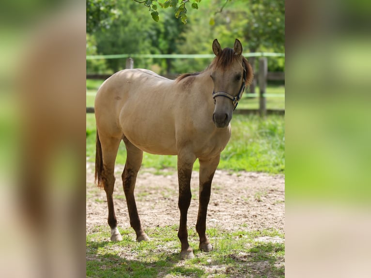 American Quarter Horse Merrie 1 Jaar 153 cm Buckskin in Duingen