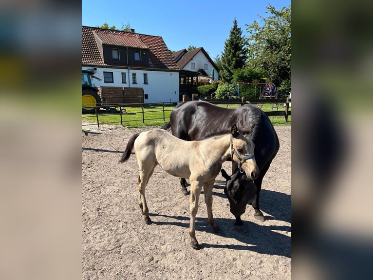 American Quarter Horse Merrie 1 Jaar 153 cm Buckskin in Bergkamen