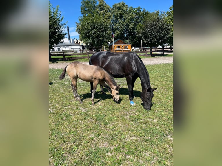 American Quarter Horse Merrie 1 Jaar 153 cm Buckskin in Bergkamen