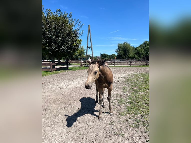 American Quarter Horse Merrie 1 Jaar 153 cm Buckskin in Bergkamen