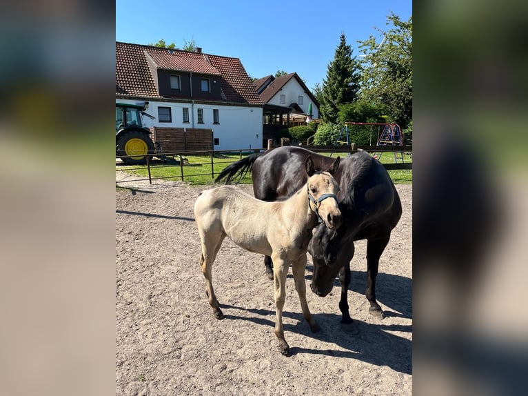 American Quarter Horse Merrie 1 Jaar 153 cm Buckskin in Bergkamen