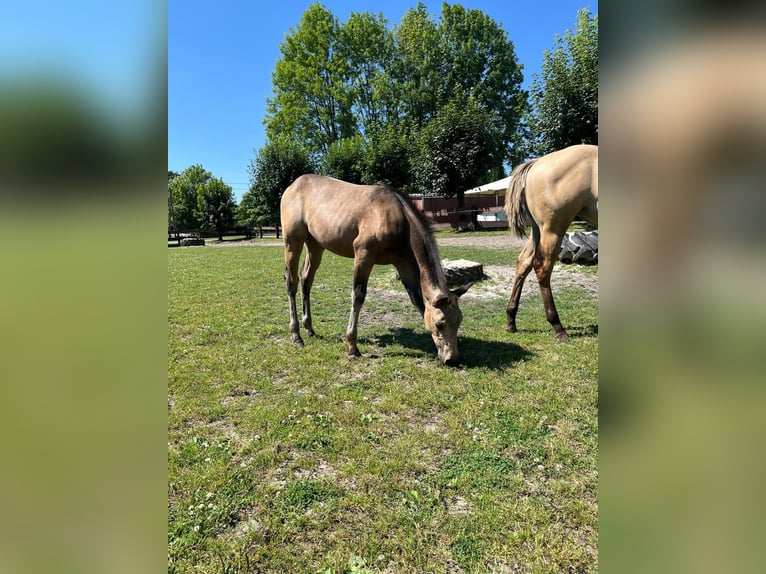 American Quarter Horse Merrie 1 Jaar 153 cm Buckskin in Bergkamen