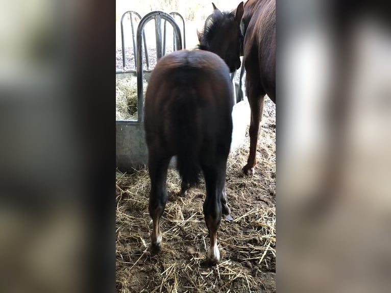American Quarter Horse Merrie 1 Jaar 153 cm Donkerbruin in Soltau
