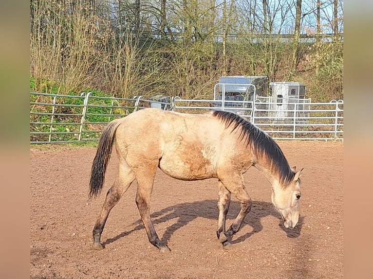 American Quarter Horse Merrie 1 Jaar 153 cm Falbe in Berschweiler