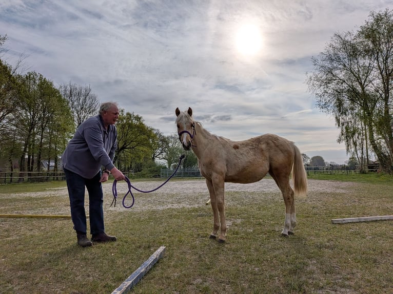 American Quarter Horse Merrie 1 Jaar 153 cm Palomino in Rheine