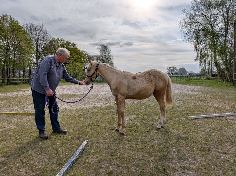 American Quarter Horse Merrie 1 Jaar 153 cm Palomino in Rheine