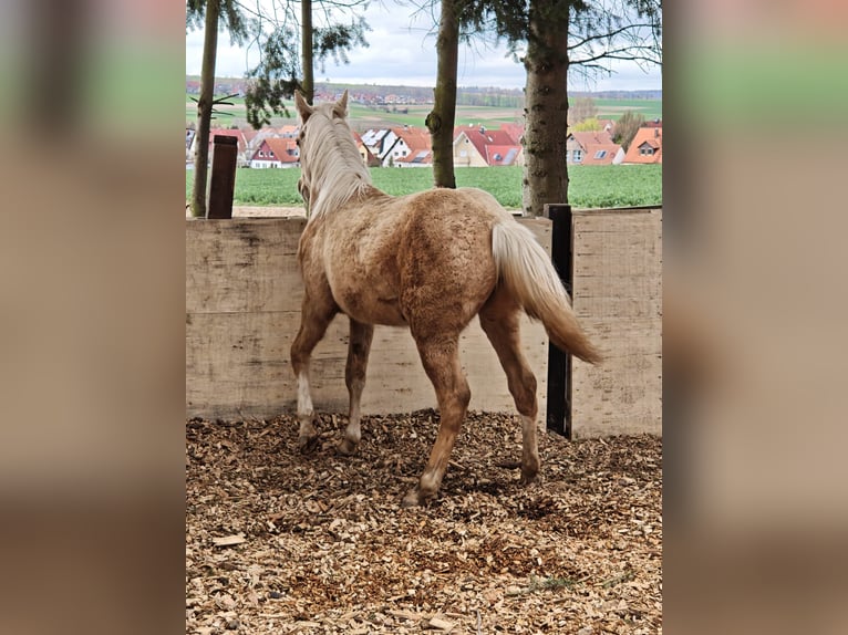 American Quarter Horse Merrie 1 Jaar 153 cm Palomino in Klingenberg am Main