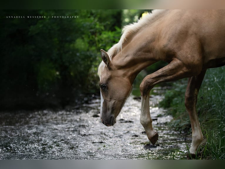 American Quarter Horse Merrie 1 Jaar 153 cm Palomino in Klingenberg am Main