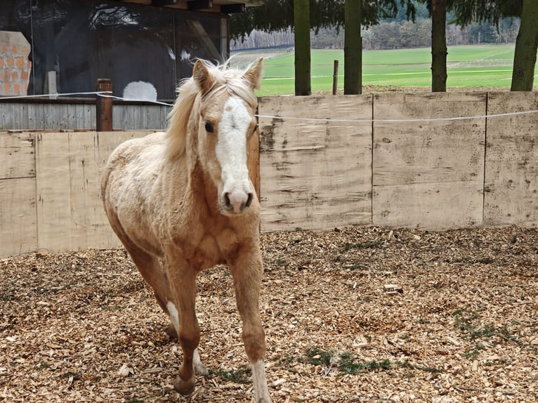 American Quarter Horse Merrie 1 Jaar 153 cm Palomino in Klingenberg am Main