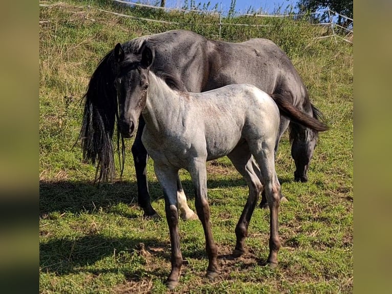 American Quarter Horse Merrie 1 Jaar 153 cm Roan-Blue in Langenbach