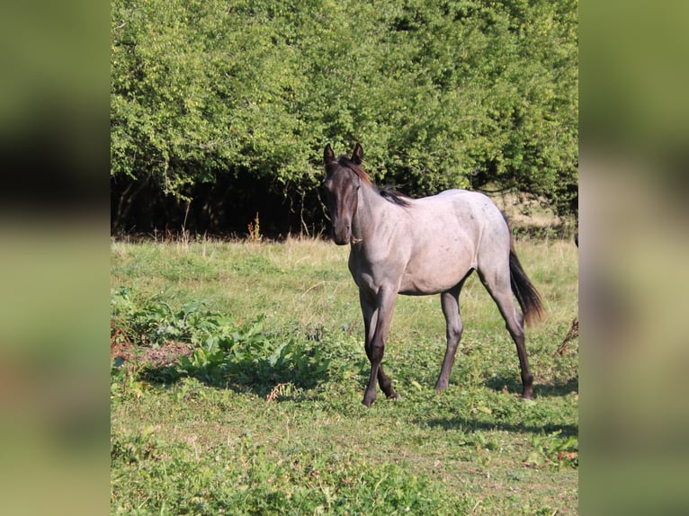 American Quarter Horse Merrie 1 Jaar 153 cm Roan-Blue in Breitenbach