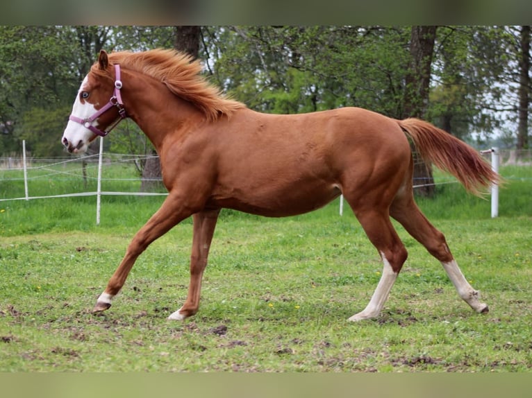 American Quarter Horse Merrie 1 Jaar 153 cm Vos in Stade
