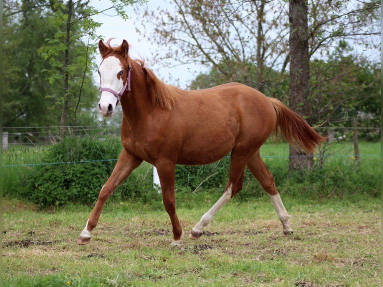 American Quarter Horse Merrie 1 Jaar 153 cm Vos in Stade