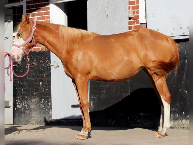 American Quarter Horse Merrie 1 Jaar 153 cm Vos in Stade