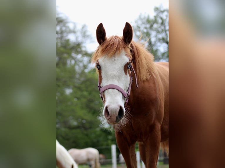American Quarter Horse Merrie 1 Jaar 153 cm Vos in Stade
