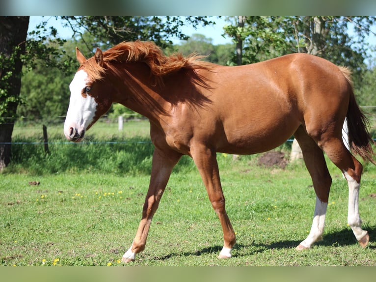 American Quarter Horse Merrie 1 Jaar 153 cm Vos in Stade