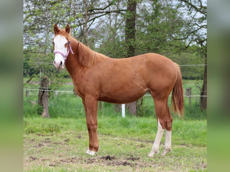 American Quarter Horse Merrie 1 Jaar 153 cm Vos in Stade
