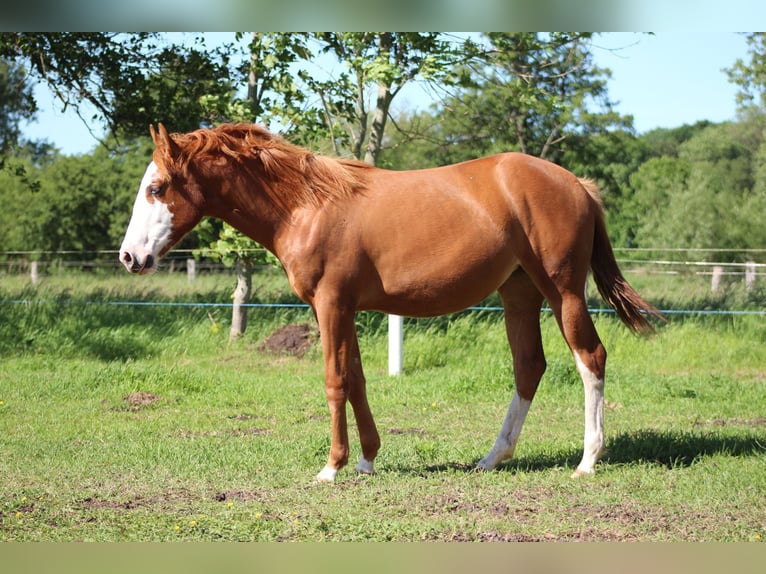 American Quarter Horse Merrie 1 Jaar 153 cm Vos in Stade