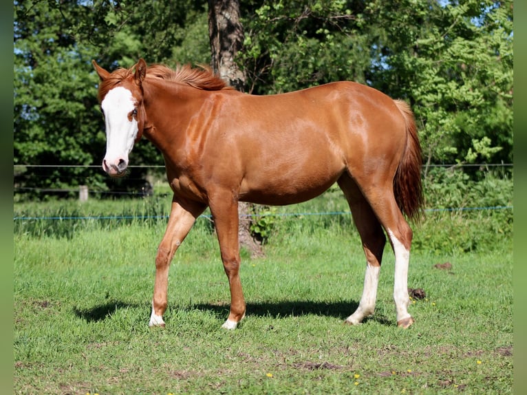 American Quarter Horse Merrie 1 Jaar 153 cm Vos in Stade