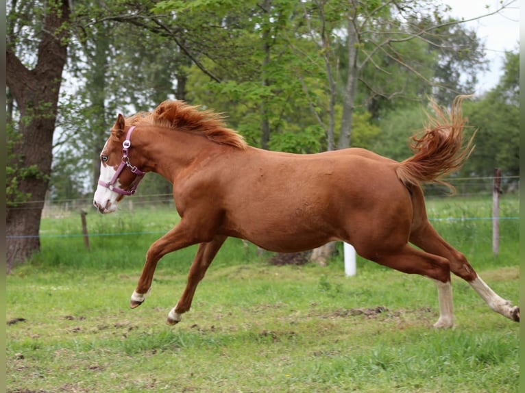 American Quarter Horse Merrie 1 Jaar 153 cm Vos in Stade