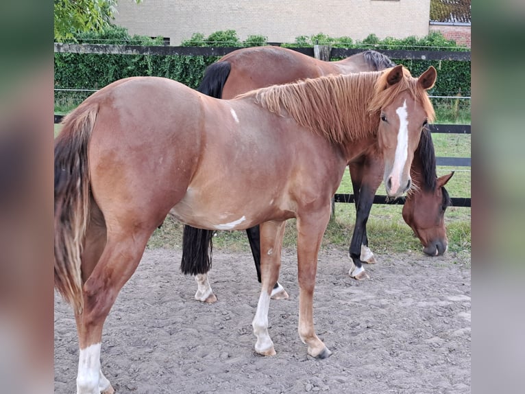 American Quarter Horse Merrie 1 Jaar 153 cm Vos in Weste