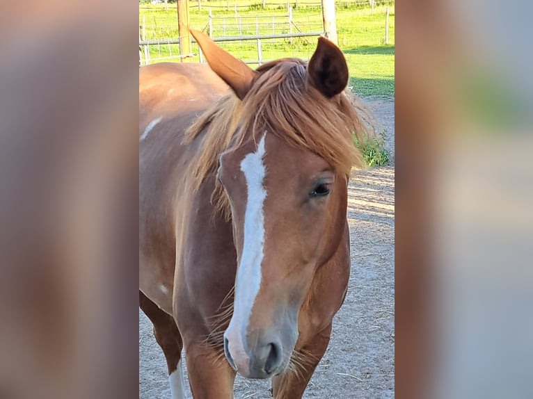 American Quarter Horse Merrie 1 Jaar 153 cm Vos in Weste