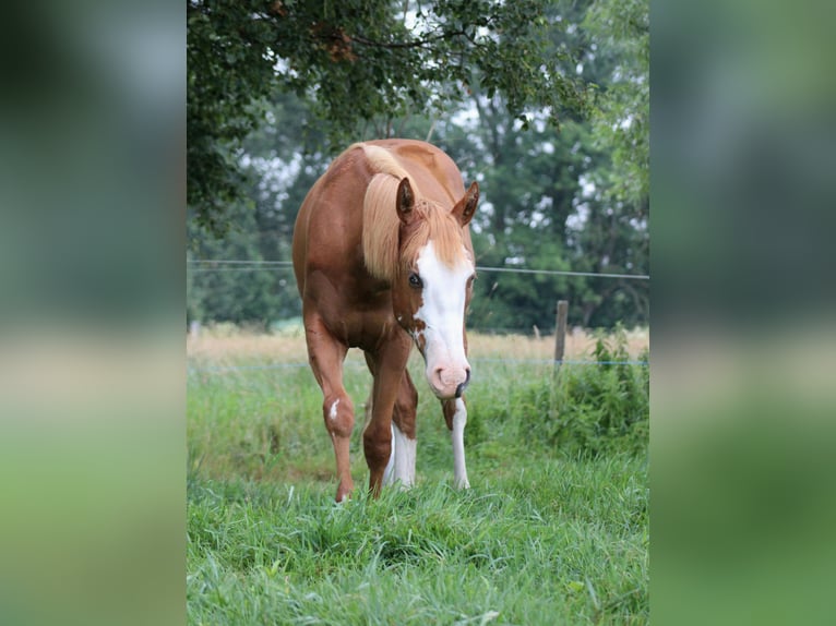 American Quarter Horse Merrie 1 Jaar 153 cm Vos in Stade