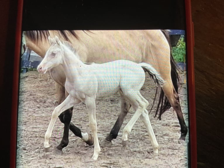 American Quarter Horse Merrie 1 Jaar 154 cm Champagne in Starnmeer