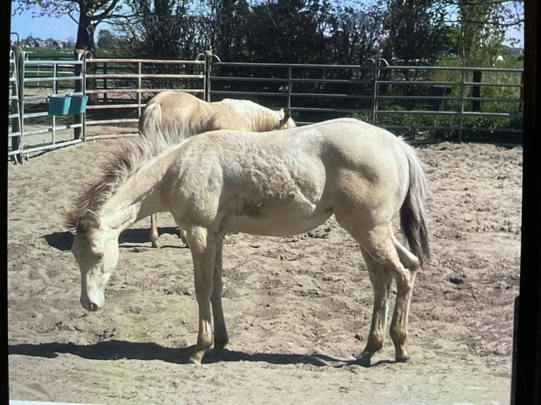 American Quarter Horse Merrie 1 Jaar 154 cm Champagne in Starnmeer