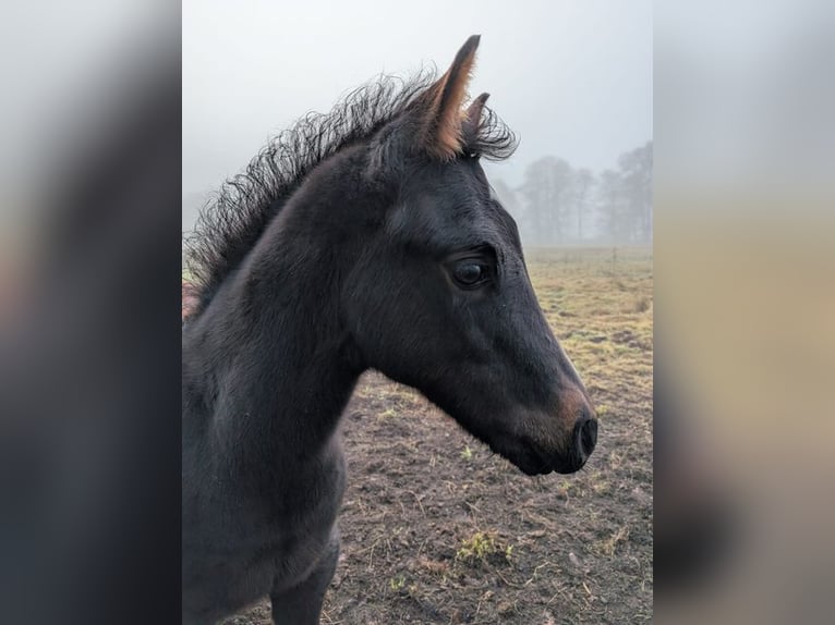 American Quarter Horse Merrie 1 Jaar 154 cm Donkerbruin in Soltau