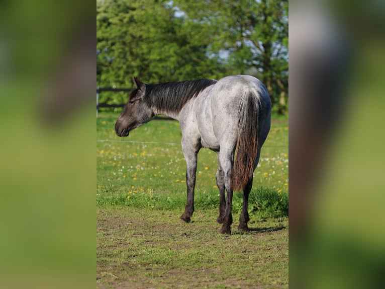 American Quarter Horse Merrie 1 Jaar 154 cm Roan-Blue in Elmenhorst-Lichtenhagen