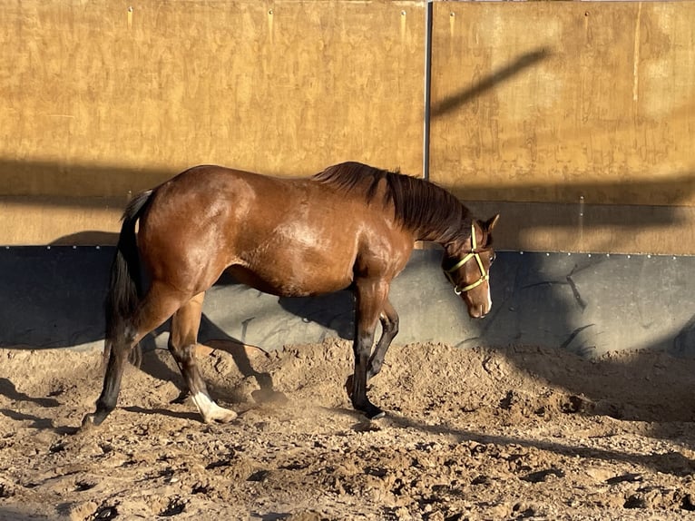 American Quarter Horse Merrie 1 Jaar 155 cm Bruin in Stahnsdorf