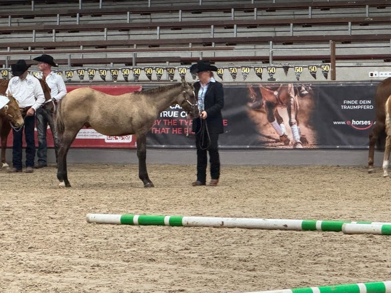 American Quarter Horse Merrie 1 Jaar 155 cm Buckskin in Ennigerloh